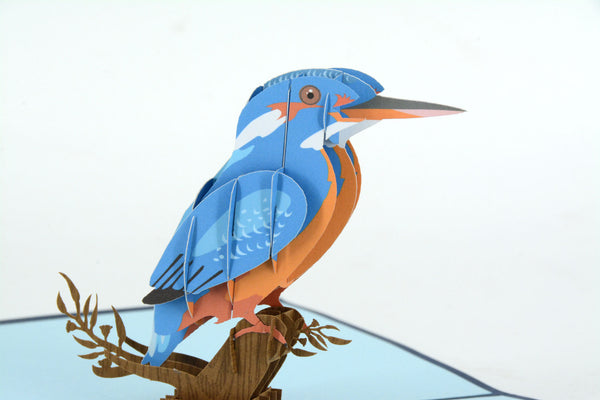 Kingfisher bird
